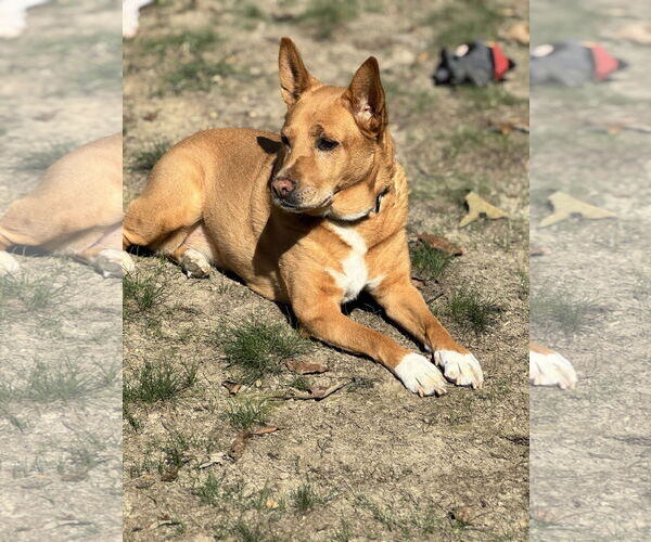 Medium Photo #3 Chow Chow-Rat Terrier Mix Puppy For Sale in White Bluff, TN, USA