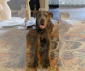 Ozzy Oak - Male Labrador Retriever-Unknown Mix Dog for Adoption - Photo #2
