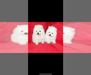 Pomeranian Puppy for sale in SAN DIEGO, CA, USA