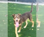 Small American Pit Bull Terrier Mix