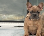 Puppy Puppy 1 French Bulldog