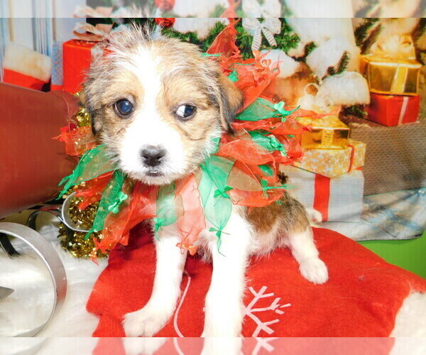 Medium Photo #3 Jack Russell Terrier-Shih Tzu Mix Puppy For Sale in HAMMOND, IN, USA