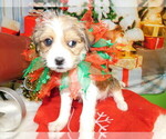 Small Photo #3 Jack Russell Terrier-Shih Tzu Mix Puppy For Sale in HAMMOND, IN, USA