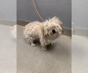 Poovanese Dogs for adoption in Las Vegas, NV, USA