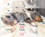 Puppy Hank Dachshund