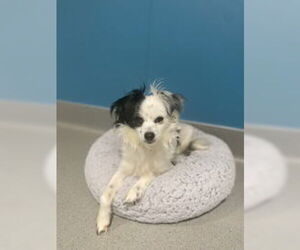 Chihuahua Dogs for adoption in Salinas, CA, USA
