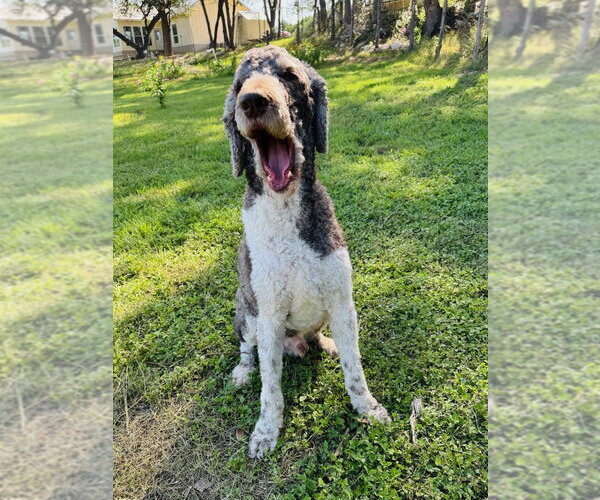 Medium Photo #4 Poodle (Standard) Puppy For Sale in Vail, AZ, USA