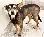 Small #1 Chihuahua Mix