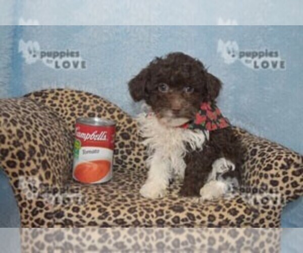 Medium Photo #1 Aussiedoodle Puppy For Sale in SANGER, TX, USA