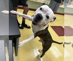 Small American Staffordshire Terrier