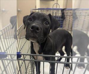 American Pit Bull Terrier-Labrador Retriever Mix Dogs for adoption in Conroe, TX, USA