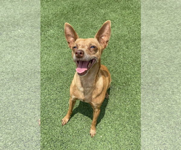 Medium Photo #1 Chihuahua-Unknown Mix Puppy For Sale in La Verne, CA, USA