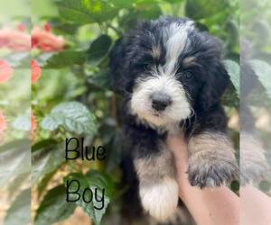 Bernedoodle Puppy for sale in ARAGON, GA, USA