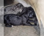 Small Photo #16 Great Dane Puppy For Sale in PIERSON, MI, USA