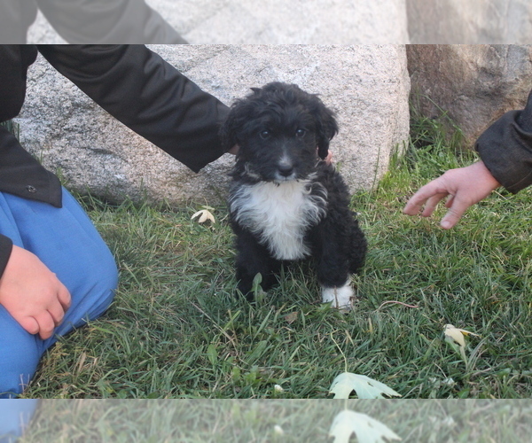 Medium Photo #3 Bernedoodle Puppy For Sale in EVART, MI, USA