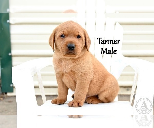Medium Photo #3 Labrador Retriever Puppy For Sale in DAYTON, VA, USA