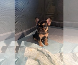 French Bulldog Puppy for sale in NEWPORT, RI, USA