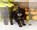 Puppy Zoe Poodle (Miniature)