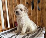 Small #2 Poodle (Miniature)