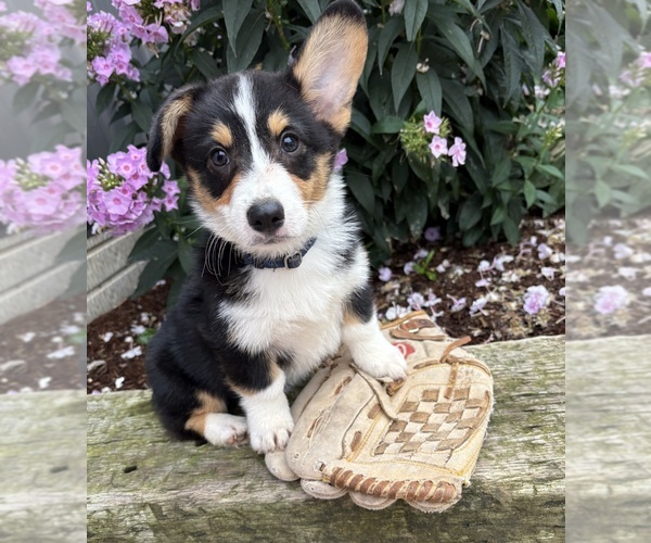 Medium Photo #2 Pembroke Welsh Corgi Puppy For Sale in MIDDLEBURY, IN, USA