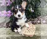 Small #1 Pembroke Welsh Corgi