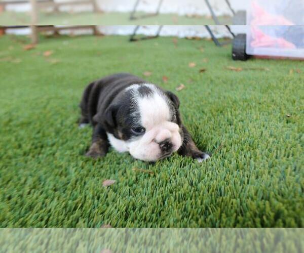 Medium Photo #2 English Bulldog Puppy For Sale in WESTON, CT, USA