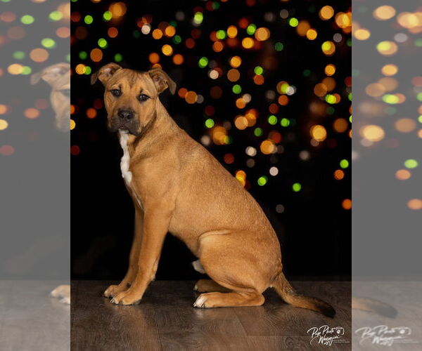Medium Photo #6 Black Mouth Cur-Unknown Mix Puppy For Sale in Claremore, OK, USA