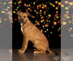 Small #5 Black Mouth Cur Mix