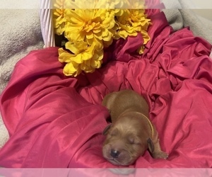 Golden Retriever Puppy for Sale in LEBANON, Missouri USA