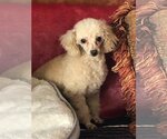 Small Photo #1 Poodle (Toy) Puppy For Sale in Bon Carbo, CO, USA
