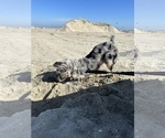 Small #5 Miniature Australian Shepherd