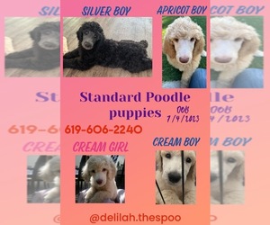 Poodle (Standard) Puppy for Sale in SAN DIEGO, California USA