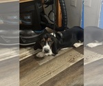 Puppy Flashj Basset Hound