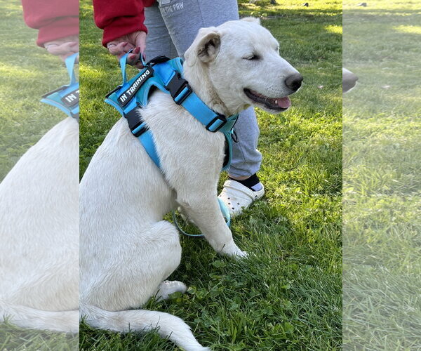 Medium Photo #1 Great Pyrenees-Unknown Mix Puppy For Sale in Hoffman Estates, IL, USA