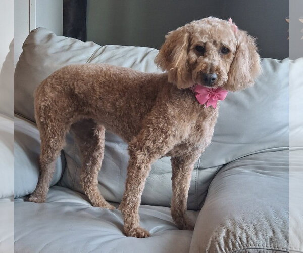 Medium Photo #2 Poodle (Miniature) Puppy For Sale in Mukwonago, WI, USA
