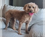 Small #1 Poodle (Miniature)