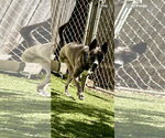Small Photo #3 Holland Shepherd-Siberian Husky Mix Puppy For Sale in Mooresville, NC, USA
