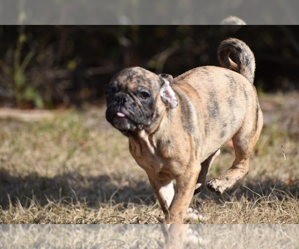 Medium Photo #7 Pug Puppy For Sale in PALM COAST, FL, USA
