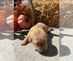 Image preview for Ad Listing. Nickname: AKC Golden Retr