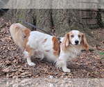 Small Dachshund