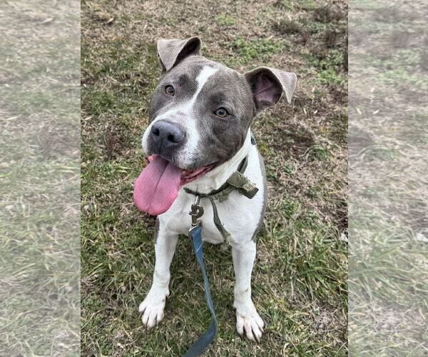 Medium Photo #1 American Pit Bull Terrier-Unknown Mix Puppy For Sale in Perth Amboy, NJ, USA