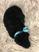 Small Photo #25 Goldendoodle Puppy For Sale in LAKELAND, FL, USA