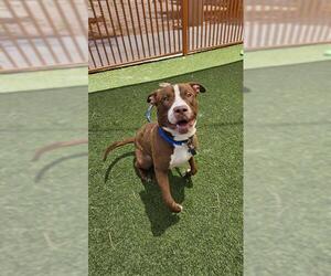 American Pit Bull Terrier-Unknown Mix Dogs for adoption in Las Vegas, NV, USA