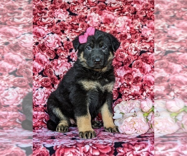 Medium Photo #2 German Shepherd Dog Puppy For Sale in CHRISTIANA, PA, USA
