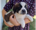 Small Photo #6 Saint Bernard Puppy For Sale in FRYTOWN, IA, USA