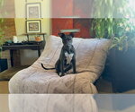 Small Photo #3 American Pit Bull Terrier-Unknown Mix Puppy For Sale in Chandler, AZ, USA
