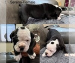Puppy Serena Olde English Bulldogge