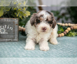 Small Photo #4 Poodle (Miniature) Puppy For Sale in FARWELL, MI, USA