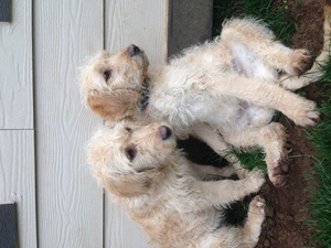 Labradoodle Puppy for sale in WOODLAND, WA, USA