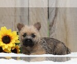 Small Photo #2 Cairn Terrier Puppy For Sale in FREDERICKSBG, OH, USA